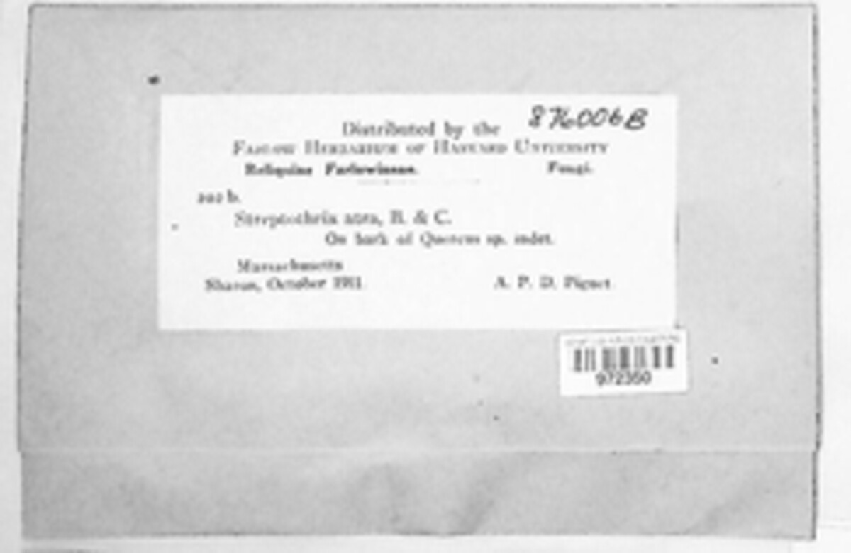 Streptothrix atra image